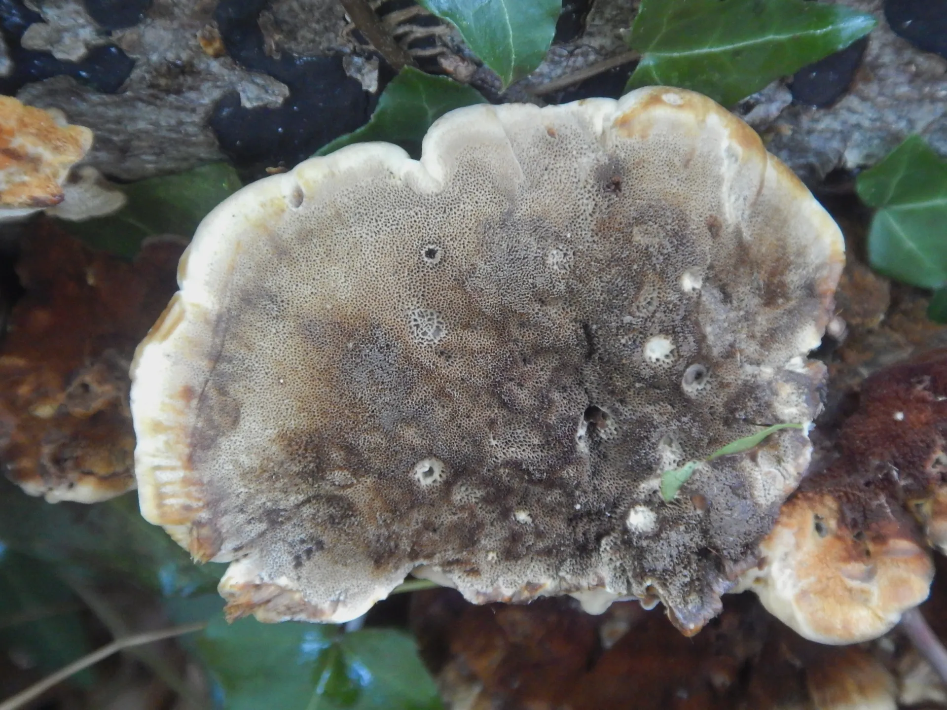 Inonotus cuticularis, 26-06-01 (2)